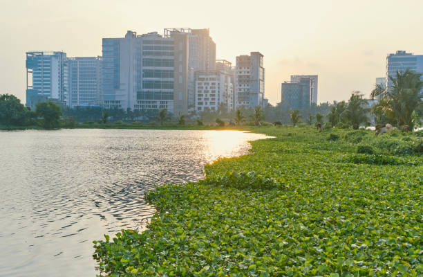 it / bpo building of sector v area, visible from east kolkata wetlands - water hyacinth water plant pond nobody imagens e fotografias de stock