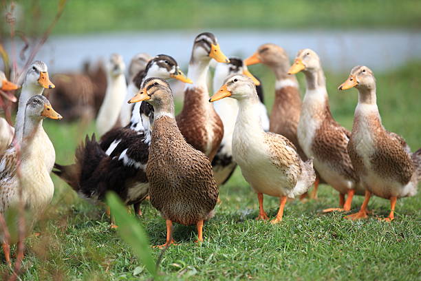 Group of Ducks Group of ducks are walking, being reared outside on an organic farm. duck stock pictures, royalty-free photos & images