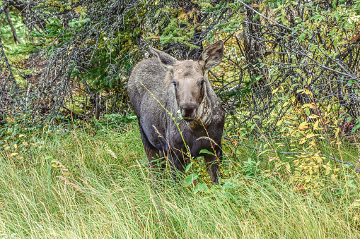 A young moose is seen on the edge of the woods in Alaska.