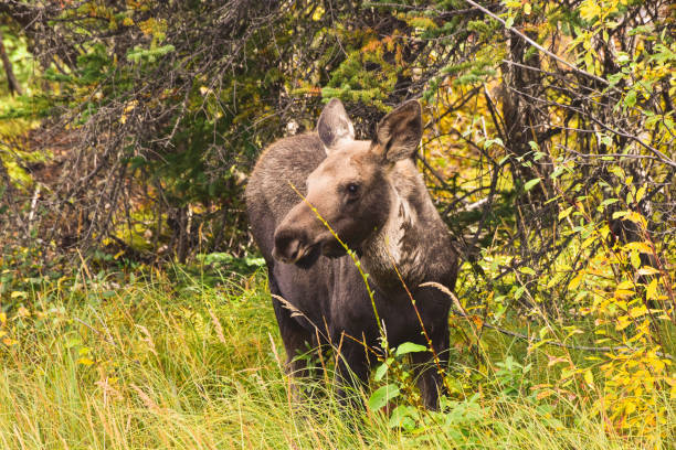 Young Moose in Alaska A young moose is seen on the edge of the woods in Alaska. alces alces gigas stock pictures, royalty-free photos & images