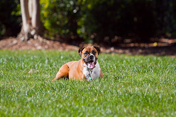 istock Purebred Boxer Sitting in Grass 133976633