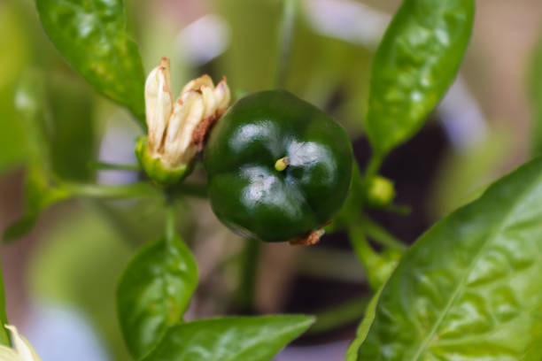 Close-up of growing green paprika