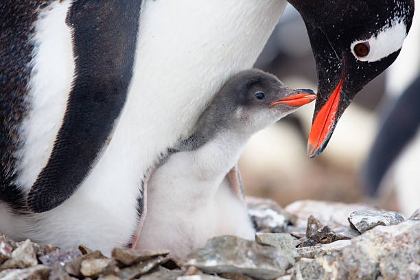 펭귄 네스트 - bird black penguin gentoo penguin 뉴스 사진 이미지