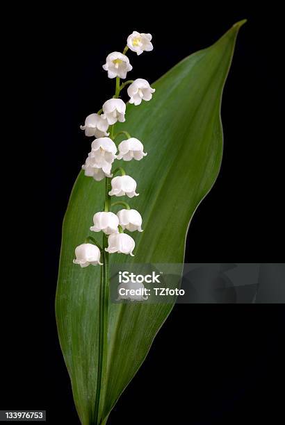 Photo libre de droit de Lys De La Vallée banque d'images et plus d'images libres de droit de Muguet - Flore - Muguet - Flore, Couleur noire, Capitule