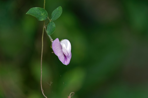 Photo of butterfly pea flower