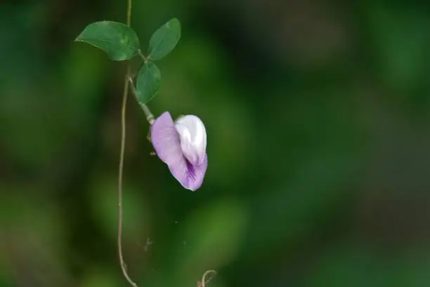 Photo of Butterfly pea flower