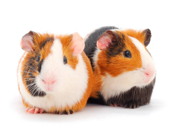 istock Two guinea pigs isolated. 1339770564
