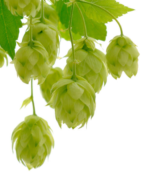 istock Hops isolated. Green fresh leaf, stem and hop cone bunch. 1339771397
