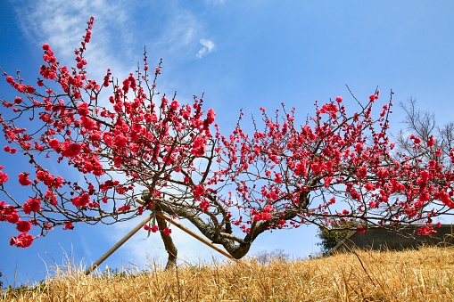 Red plum blossoms on the hill of Seonsa Choui, Muan-gun, Jeollanam-do