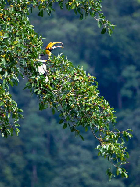istock The beautiful great hornbill perched on banyan tree 1339774042