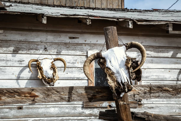 Cow skull hanging in a simulated old west town in Arizona, USA.