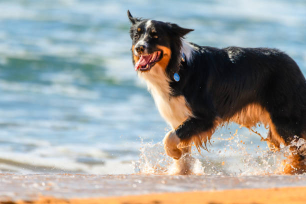 Black and brown border collie dog at the seaside in MacMasters Beach on the Central Coast, NSW, Australia.