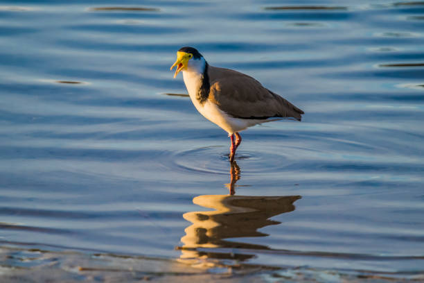 Masked Lapwing also known as a Plover bird at Woy Woy, NSW, Australia.
