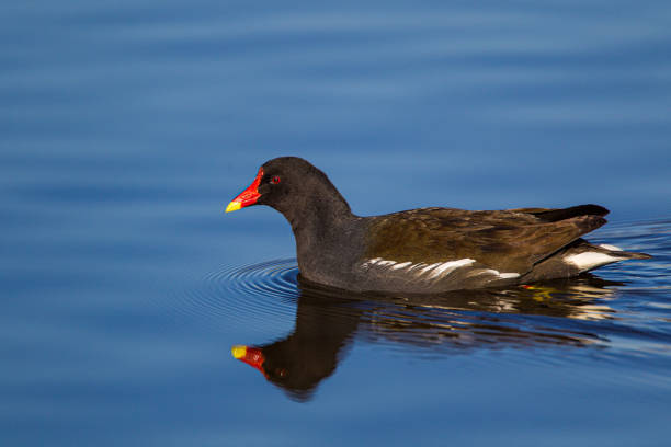European Moorhen swimming across a lake in London, UK European Moorhen swimming across a lake in London, UK moorhen bird water bird black stock pictures, royalty-free photos & images