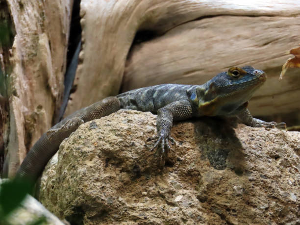 istock Baja blue rock lizard (Petrosaurus thalassinus) or Blauer Felsenleguan 1339776252