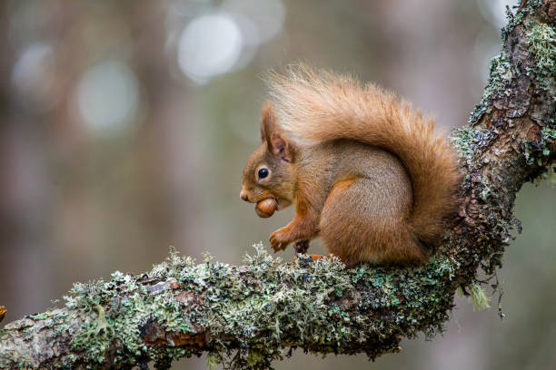 Red Squirrel eating nuts in the forests of the Cairngorms, Scotland stock photo