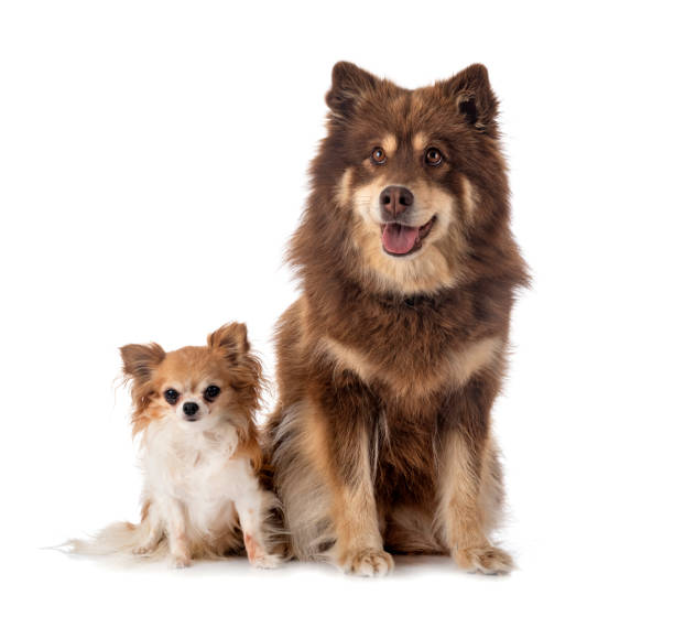 istock Finnish Lapphund and chihuahua 1339776973
