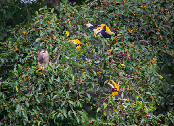 grandes bicos de chifre e macaco comendo. - wreathed hornbill - fotografias e filmes do acervo