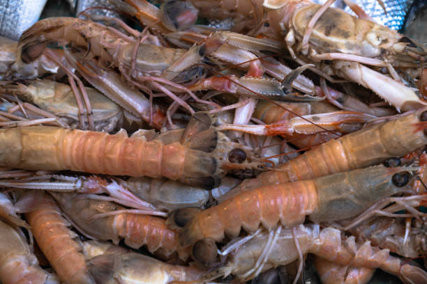 istock fresh shrimps at the fish market. prawns. 1339778030