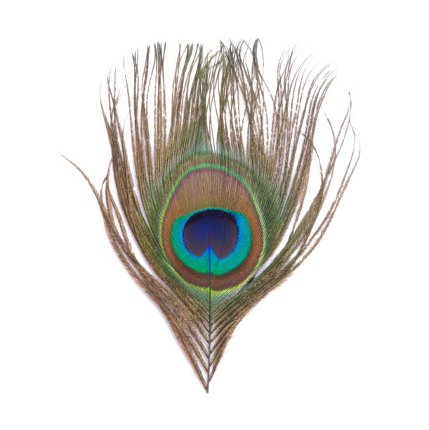 istock Elegant colorful peacock bird feather isolated on the white 1339778192