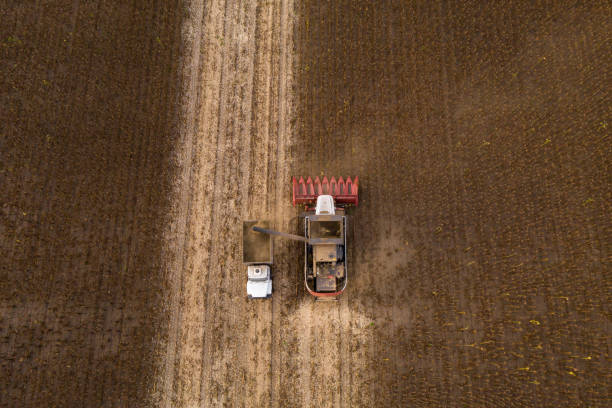 istock Combine harvester harvesting sunflower field 1339779043