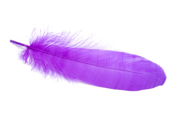 istock Fluffy bird feather violet color in studio isolated on the white 1339779057