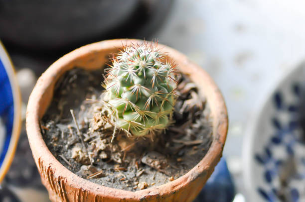 cactus , small cactus in the flower pot