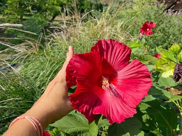 Large hibiscus flower and woman tanned hand. Hibiscus moscheutos Luna beautiful ormanental garden tropical plant. Bright pink red petals of  Rose Mallow flower.