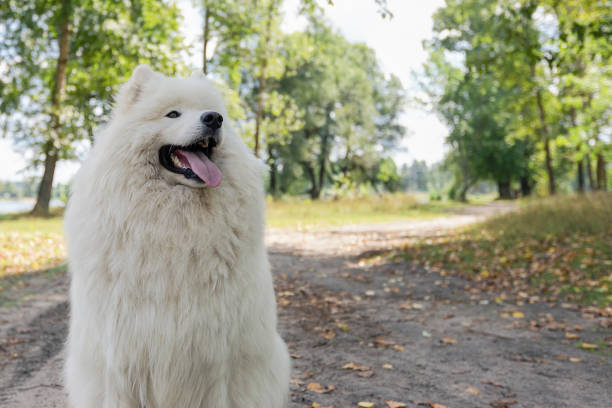istock Samoyed. A large white fluffy dog in nature 1339779693