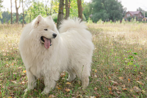 istock Samoyed. Fluffy white big dog in nature 1339779707