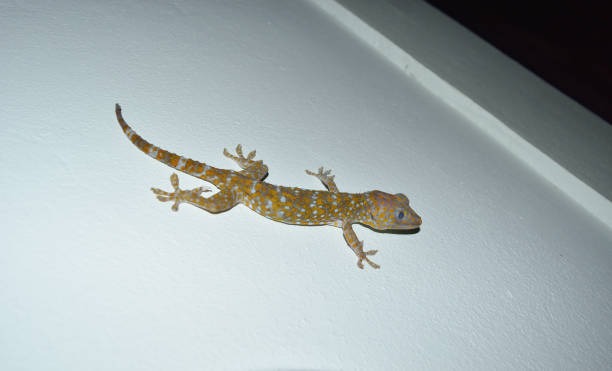 istock Tokay gecko on gray wall 1339779979