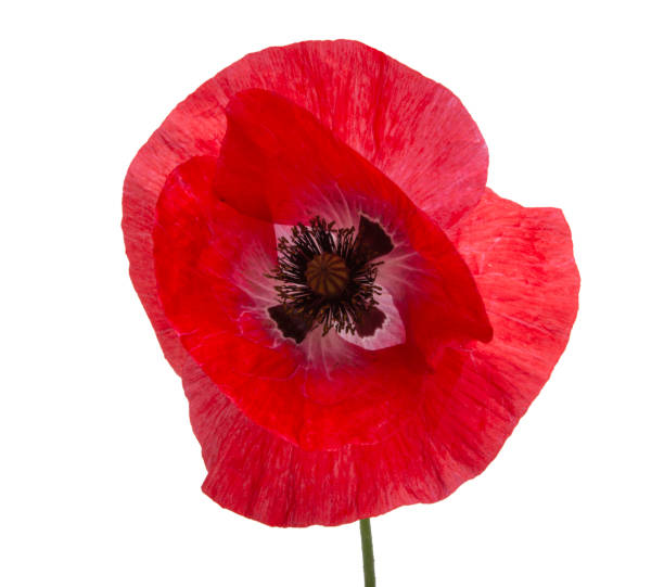 istock Pretty red poppy flower isolated on the white 1339779991