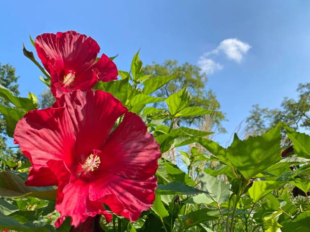 Two large HIBISCUS flower. Hibiscus moscheutos Luna beautiful ormanental garden tropical plant. Bright pink red petals of  Rose Mallow flower. Two large HIBISCUS flower. Hibiscus moscheutos Luna beautiful ormanental garden tropical plant. Bright pink red petals of  Rose Mallow flower. rosa chinensis stock pictures, royalty-free photos & images