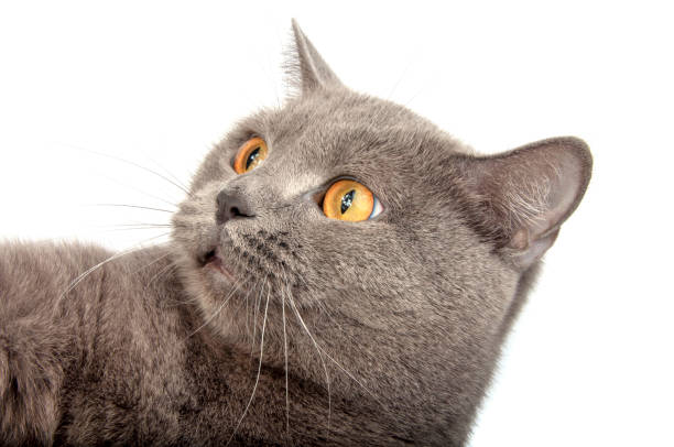 istock Pretty fluffy blue gray british cat isolated on the white 1339780784