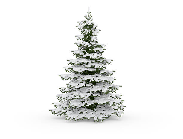 Christmas Tree Isolated on White with Snow