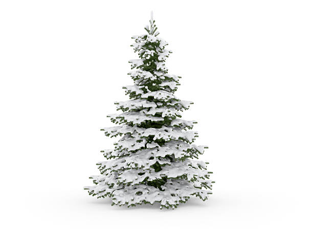 Christmas Tree Isolated on White with Snow stock photo