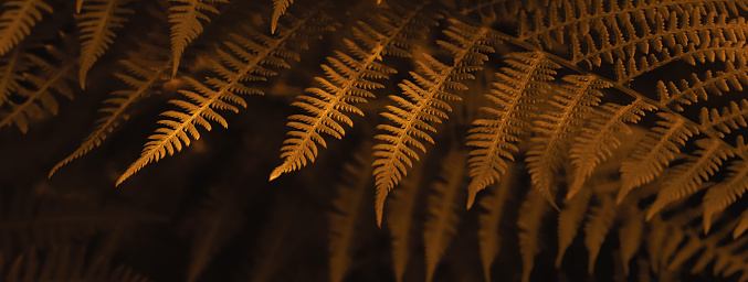 Natural autumn blurred background of brown fern leaves. Selective focus, banner format.