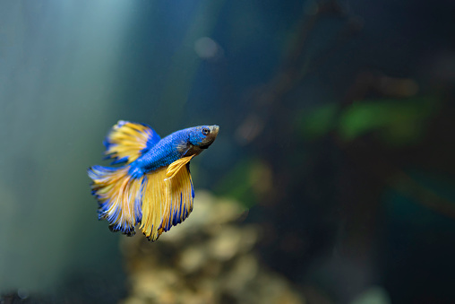 kolkata,India -September 05,2021 : Betta fish with unique yellow and sky blue colour combination under the aquarium water blur background