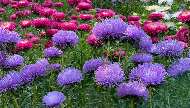庭のアスターの花。花壇に美しい紫色のピンクのアスターズカリステフチチネンシス。 - honeysuckle pink ストックフォトと画像