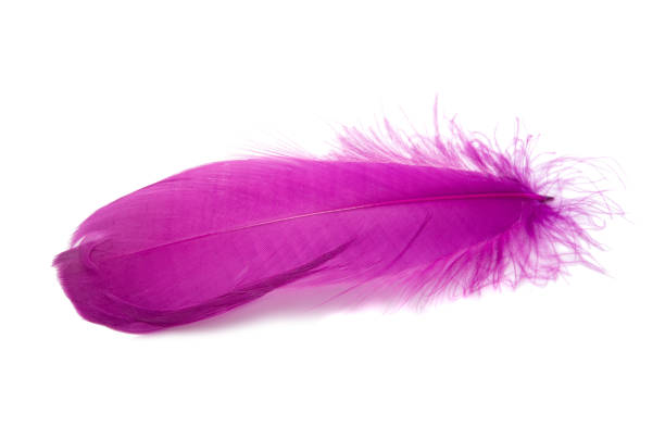 istock Violet or magenta color fluffy feather isolated on the white 1339782853