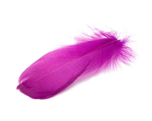 istock Violet or magenta color fluffy feather isolated on the white 1339782924