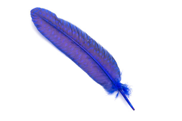 istock Blue fluffy feather isolated on the white 1339783145