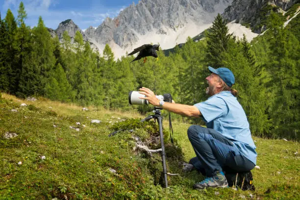 Photo of Clumsy scared Wildlife photographer in Alps with Alpine chough