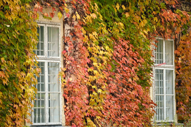 wall with wooden windows and creeper in Vienna autumn season wall with wooden windows and creeper in Vienna autumn season Boston Ivy stock pictures, royalty-free photos & images