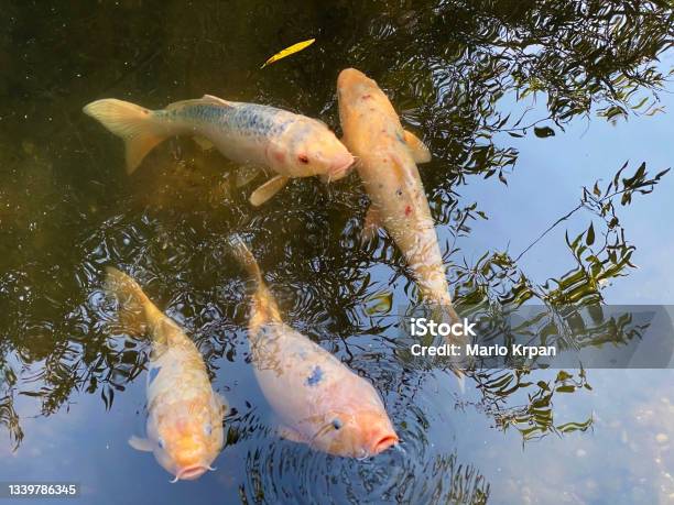 Koi Karpfen () Koi Karpfen