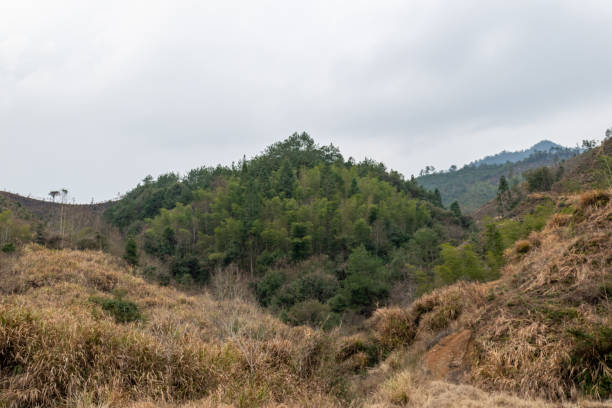 istock The hills outside are covered with forest 1339786970