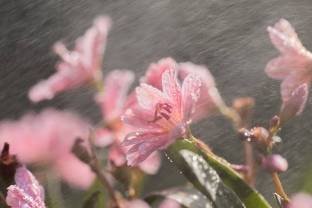 istock Lewis longipetala 'Little Plum' in the rain 1339787561