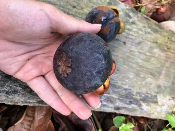 istock mangosteen in natural condition 1339787803