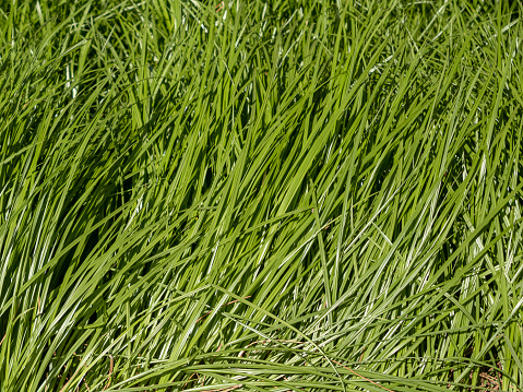 Prairi Dropseed Ornamental Grass Closeup Background