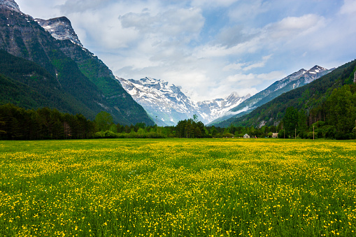 Bucolic flowered meadow between snowy mountains